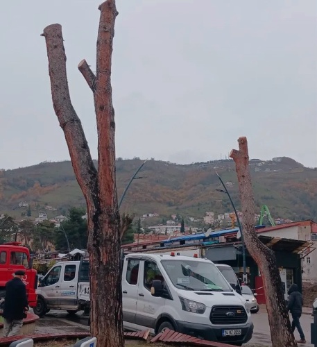 Rıfat Demirbaş’ın objektifine yansıyan kareler, sosyal medyada kısa sürede yayılarak binlerce yorum aldı. Doğaseverler, kentsel dönüşüm ve meydan projelerinin yeşili koruyarak yapılması gerektiğini vurgularken, "Doğaya karşı bu alerji neden? Yılların gölgesini bir günde yok ettiniz" sözleriyle sitemlerini dile getirdiler.