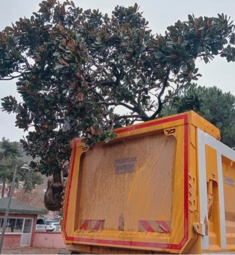 Vatandaşlar, yapılan "meydan düzenlemesi" adı altındaki bu çalışmanın şehrin hafızasını ve ekosistemini zedelediğini savunarak yetkililerden bir açıklama bekliyor.