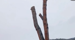 Cumhuriyet Meydanı’nda Ağaç Kıyımı Tepki Çekiyor: "Gölgesinde Yıllarımız Geçmişti"