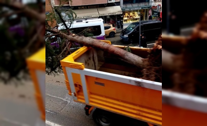 Cumhuriyet Meydanı’nda Ağaç Kıyımı Tepki Çekiyor: "Gölgesinde Yıllarımız Geçmişti"