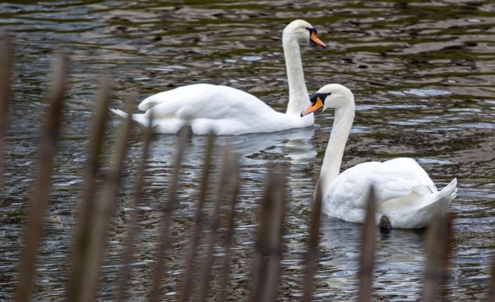 Ordu'nun Zarif Misafirleri: Kuğuların Vedası mı, Vefası mı?