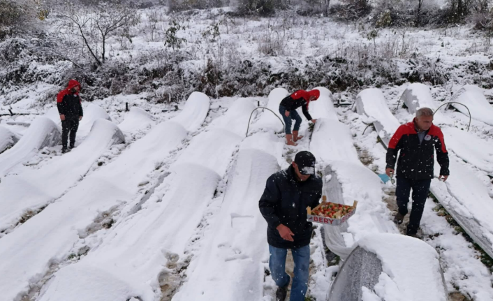 Samsun Alaçam'da Kar Altında Çilek Hasadı: Taleplere Yetişilemiyor!