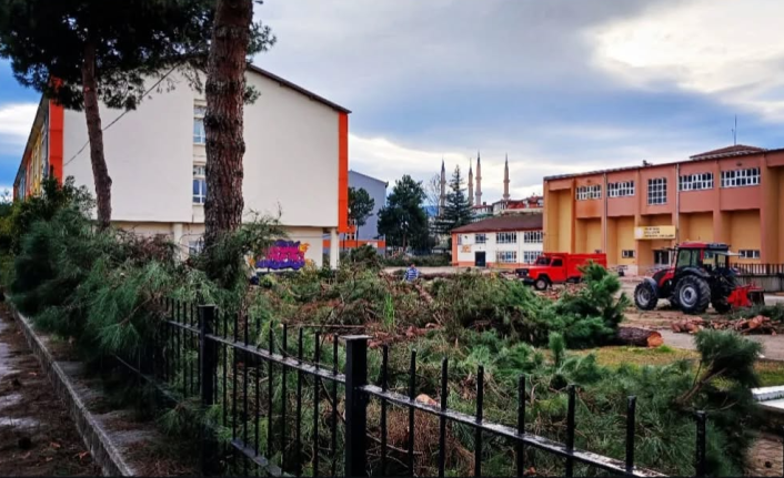 Ordu’da Ağaç Katliamı İddiası: "Yaş Kesen Baş Keser!"