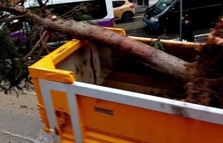 Cumhuriyet Meydanı’nda Ağaç Kıyımı Tepki Çekiyor:...