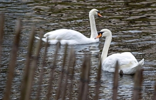 Ordu'nun Zarif Misafirleri: Kuğuların Vedası...