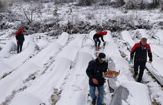 Samsun Alaçam'da Kar Altında Çilek Hasadı:...