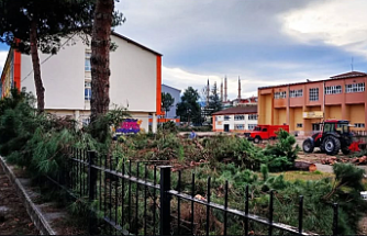 Ordu’da Ağaç Katliamı İddiası: "Yaş Kesen Baş Keser!"