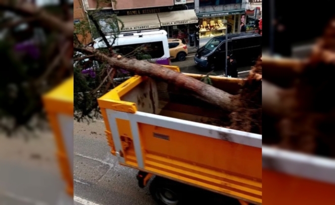 Cumhuriyet Meydanı’nda Ağaç Kıyımı Tepki Çekiyor: "Gölgesinde Yıllarımız Geçmişti"