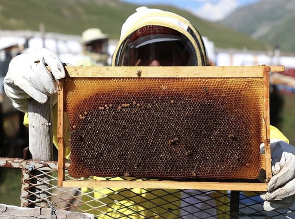 10 Ton Üretiliyor, 100 Ton Satılıyor: Anzer Balında "Sahte" Alarmı!